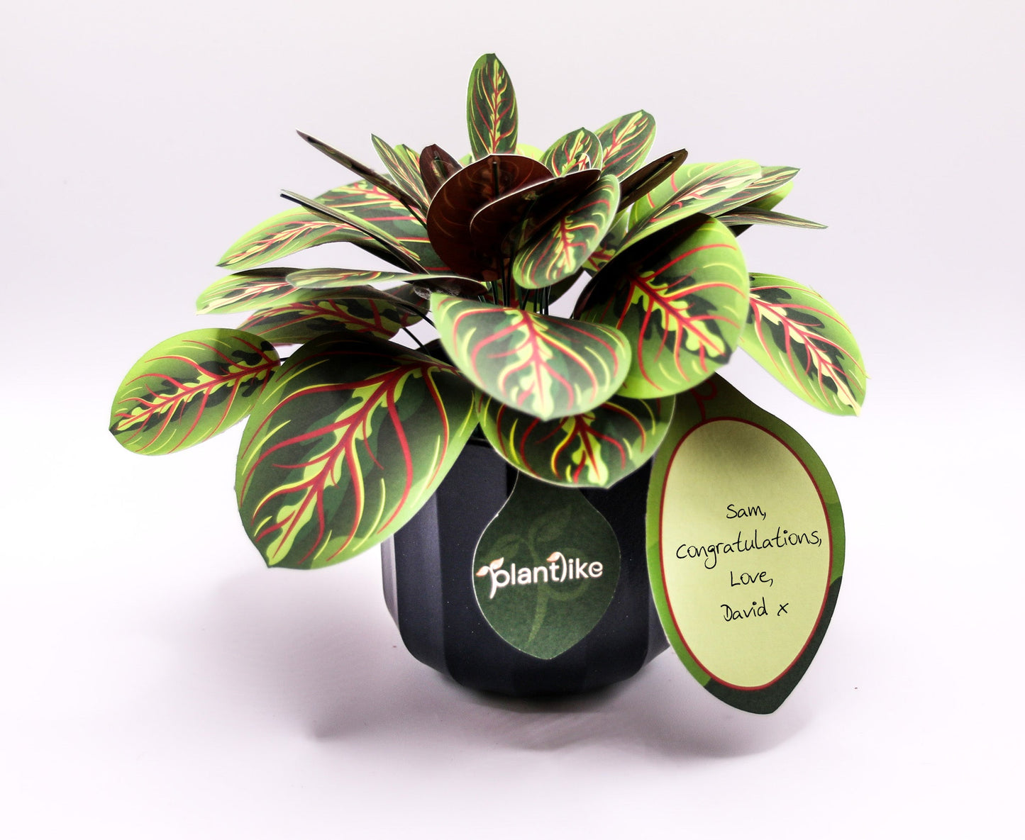 The Prayer Plant Papercraft Plant Kit