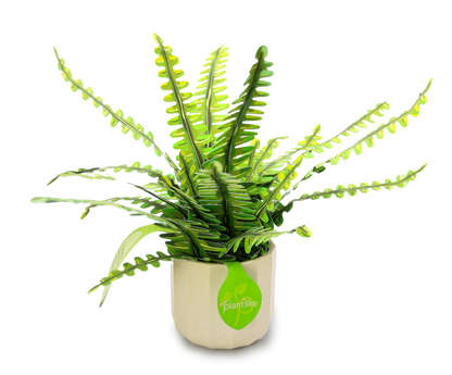 The Boston Fern Papercraft Plant Kit