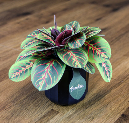 The Prayer Plant Papercraft Plant Kit