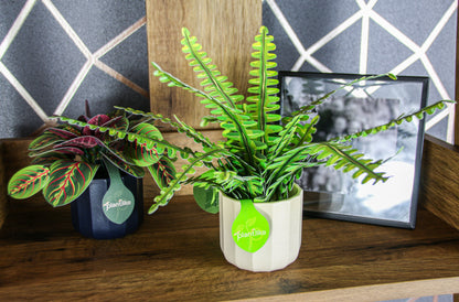 The Boston Fern Papercraft Plant Kit