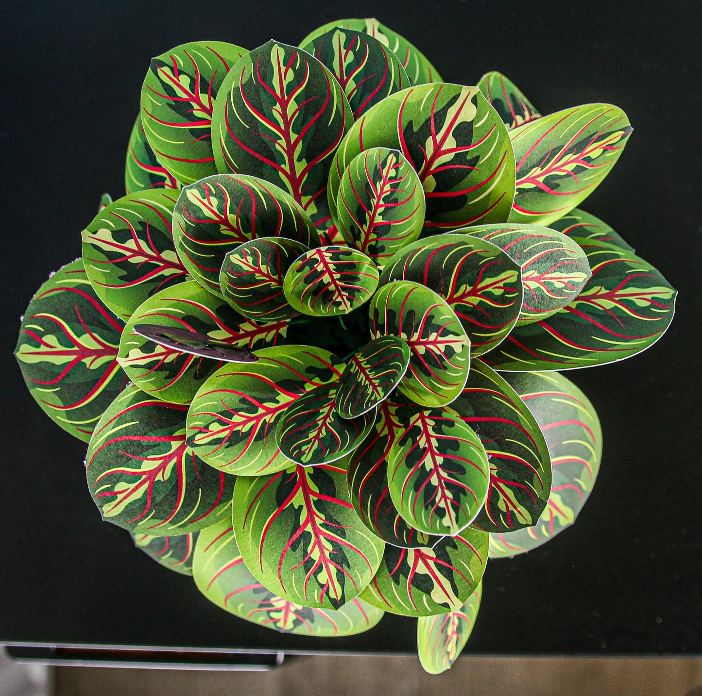 The Prayer Plant Papercraft Plant Kit