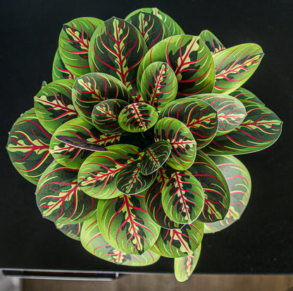 The Prayer Plant Papercraft Plant Kit
