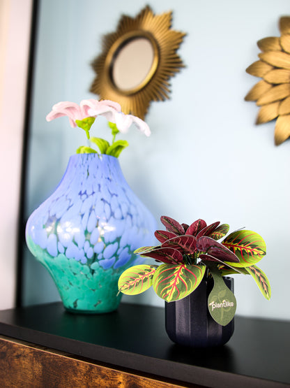 The Prayer Plant Papercraft Plant Kit