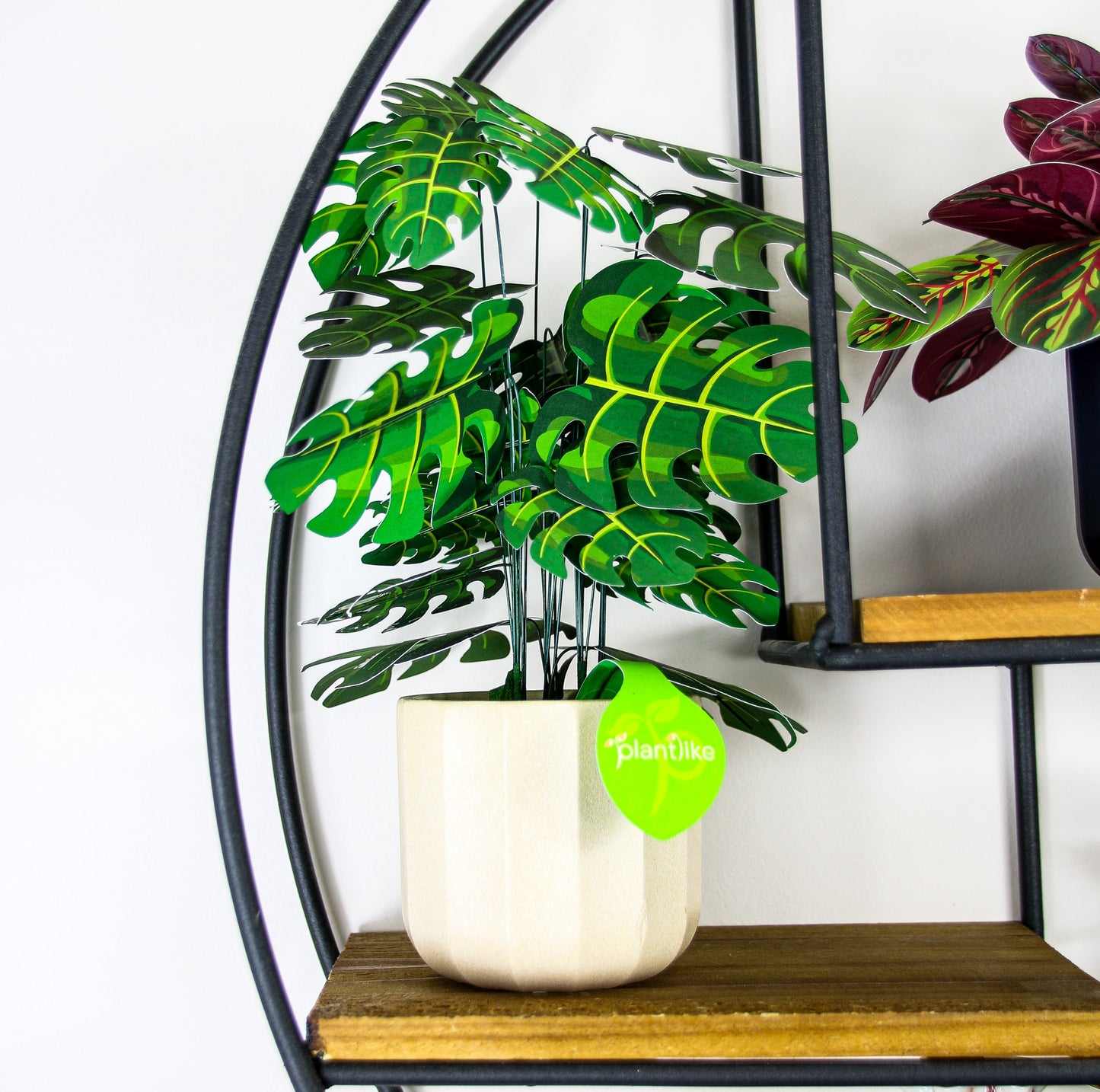 The Cheese Plant Papercraft Plant Kit
