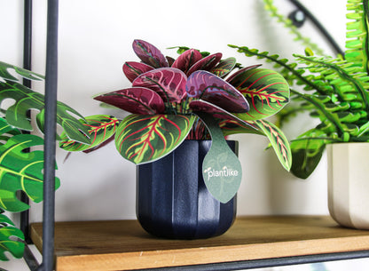 The Prayer Plant Papercraft Plant Kit