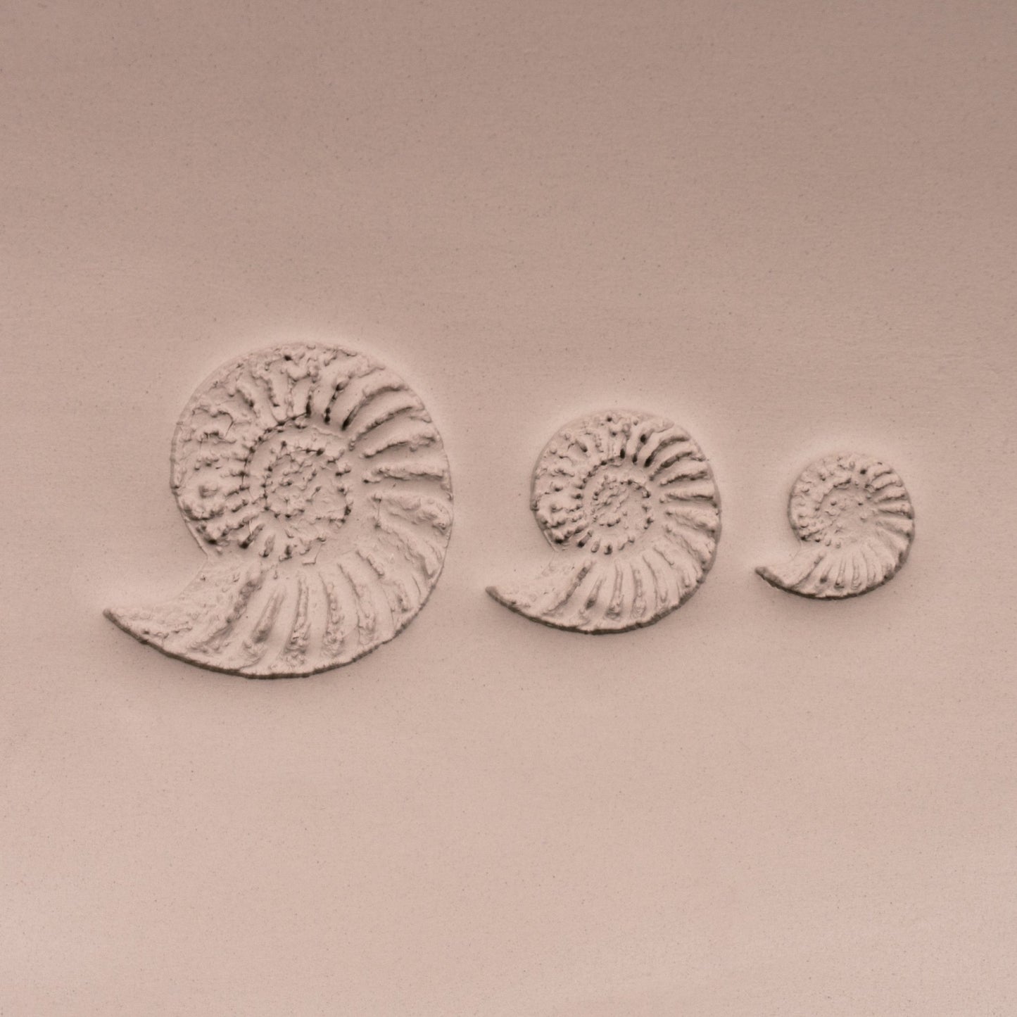 Ammonite Fossil Shell Stamp - Photo Textured - Style 1 - CraftSource Market: Craft Supplies & Kits Stamps