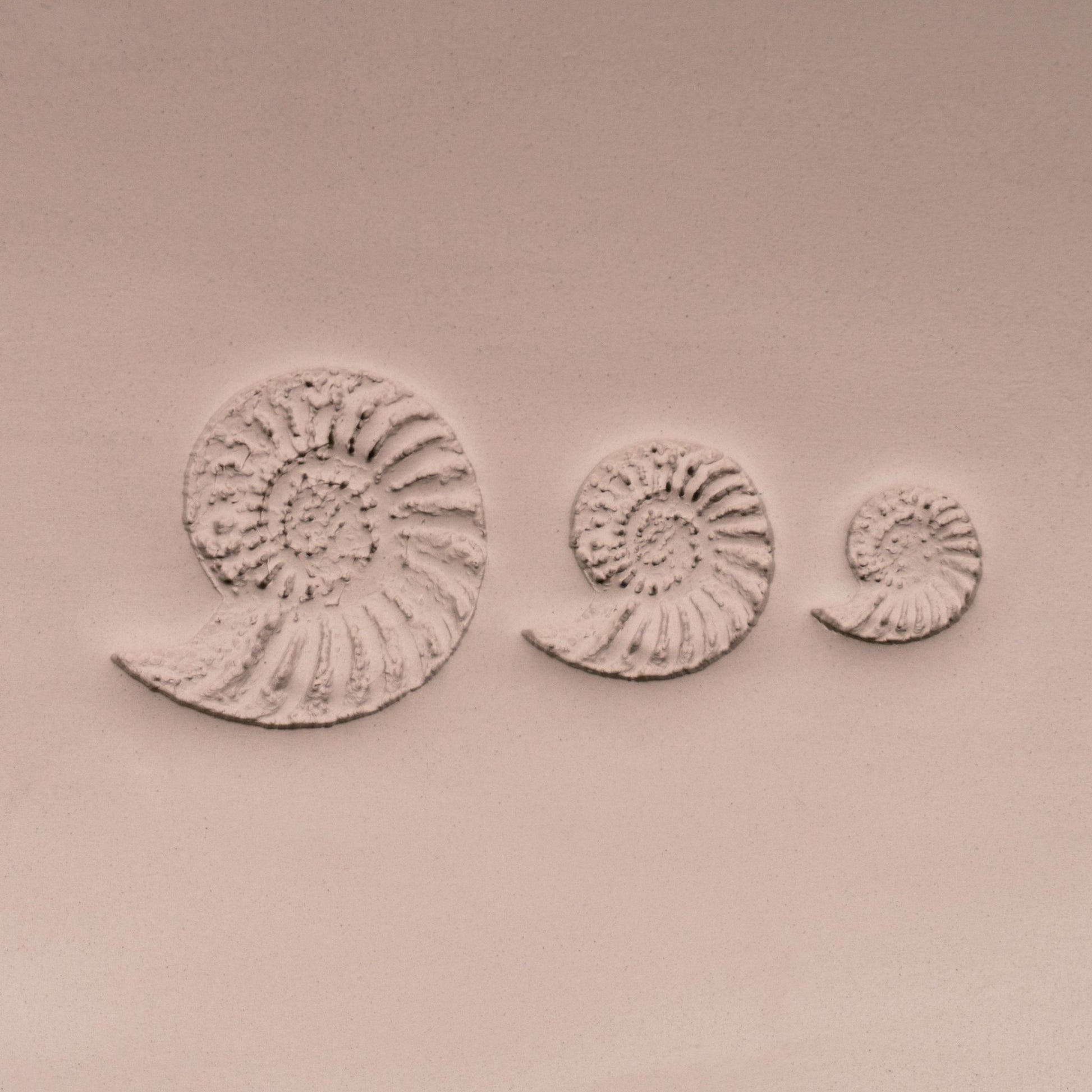 Ammonite Fossil Shell Stamp - Photo Textured - Style 1 - CraftSource Market: Craft Supplies & Kits Stamps