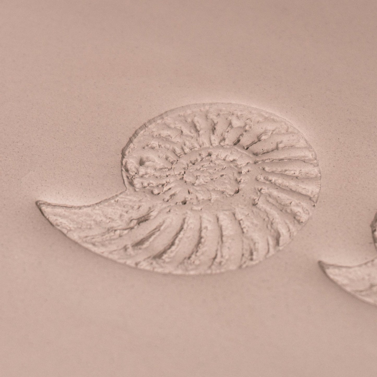 Ammonite Fossil Shell Stamp - Photo Textured - Style 1 - CraftSource Market: Craft Supplies & Kits Stamps