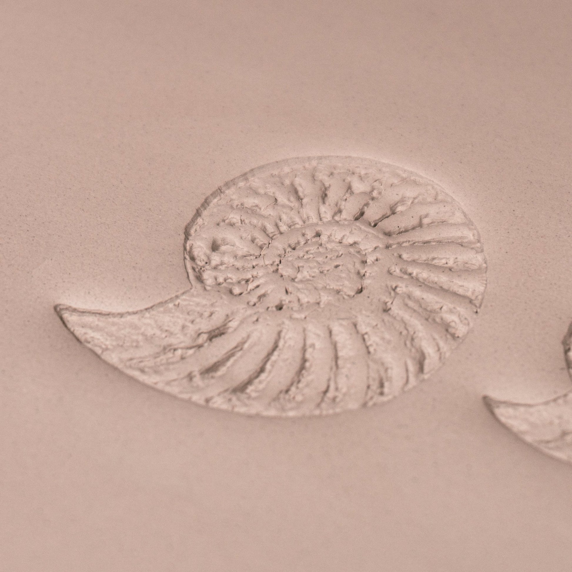 Ammonite Fossil Shell Stamp - Photo Textured - Style 1 - CraftSource Market: Craft Supplies & Kits Stamps