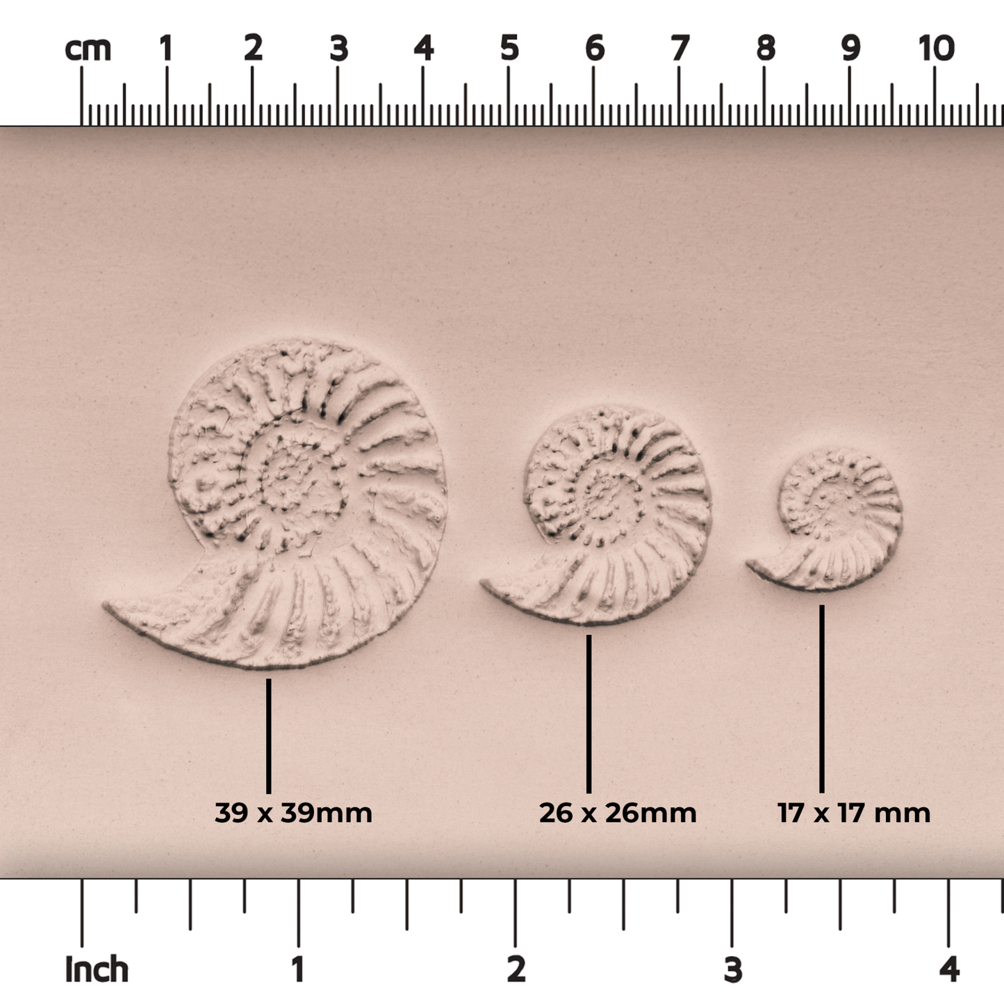Ammonite Fossil Shell Stamp - Photo Textured - Style 1 - CraftSource Market: Craft Supplies & Kits Stamps
