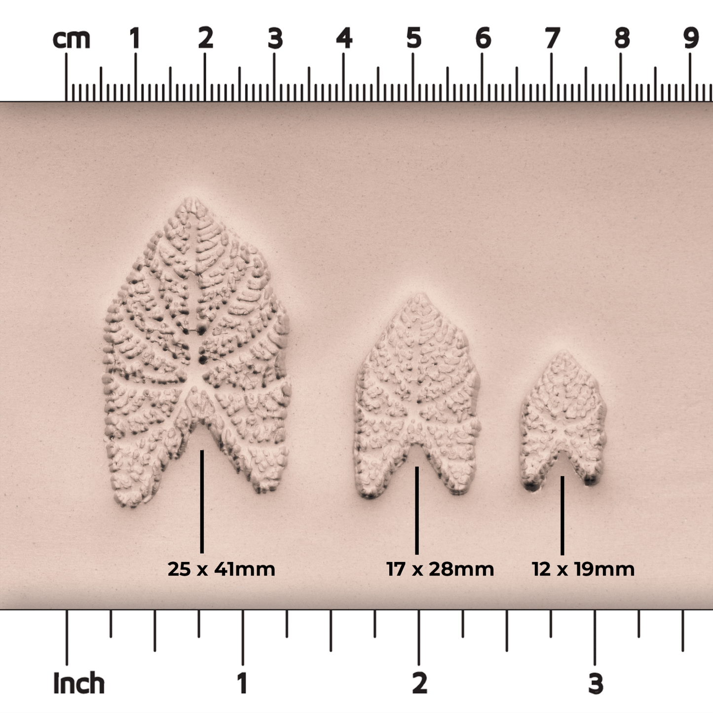 Caladium Tropical Plant Leaf Stamp - Photo Textured - Style 1 - CraftSource Market: Craft Supplies & Kits Stamps
