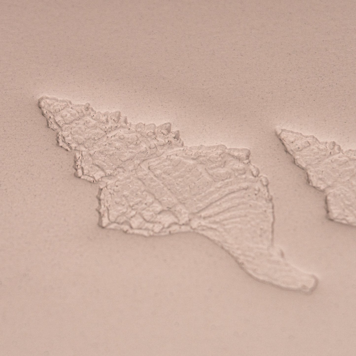 Conch Shell Stamp - Photo Textured - Style #1