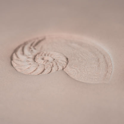 Nautilus Shell Stamp - Photo Textured - Style #1