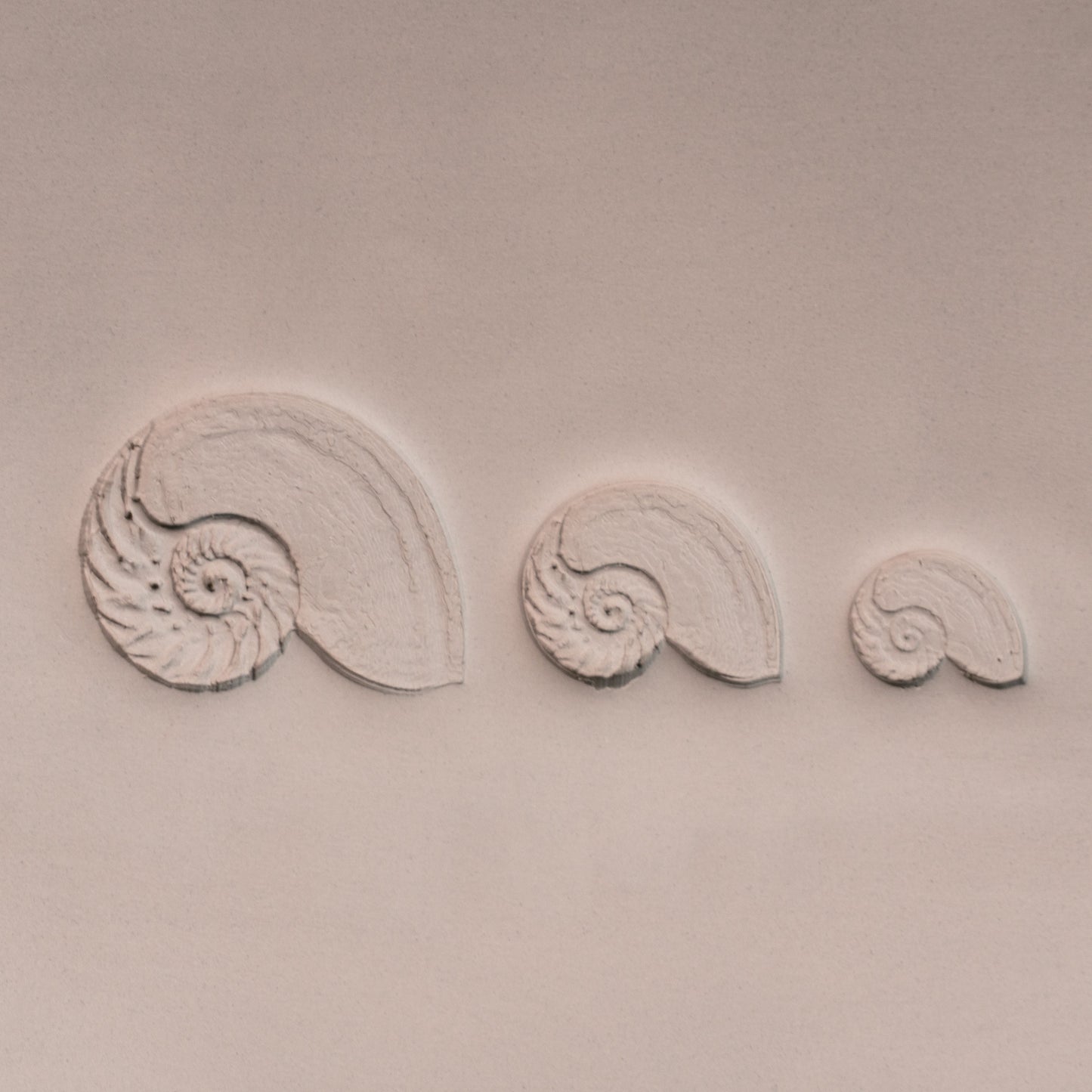 Nautilus Shell Stamp - Photo Textured - Style #1