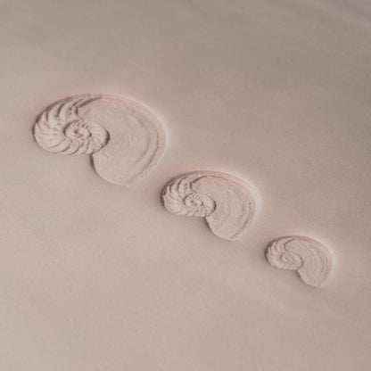 Nautilus Shell Stamp - Photo Textured - Style #1