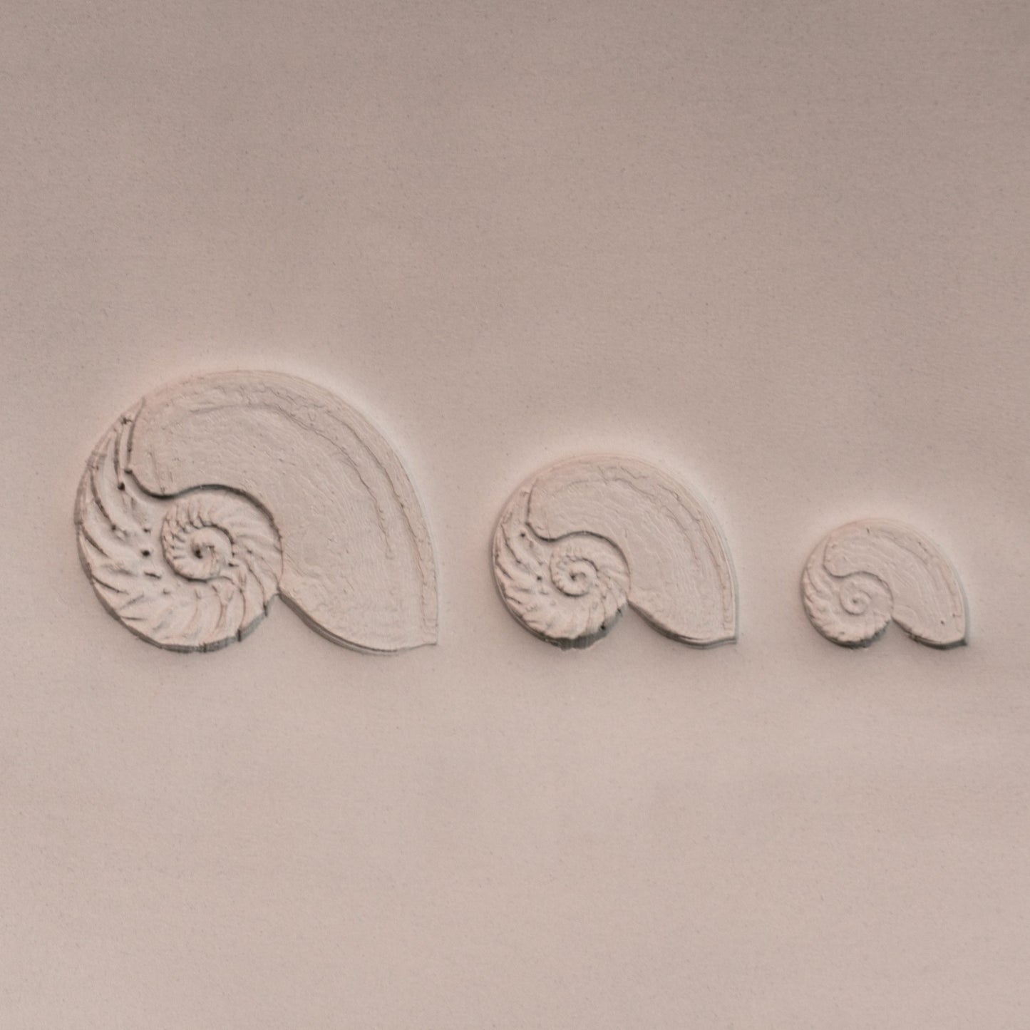 Nautilus Shell Stamp - Photo Textured - Style 1 - CraftSource Market: Craft Supplies & Kits Stamps