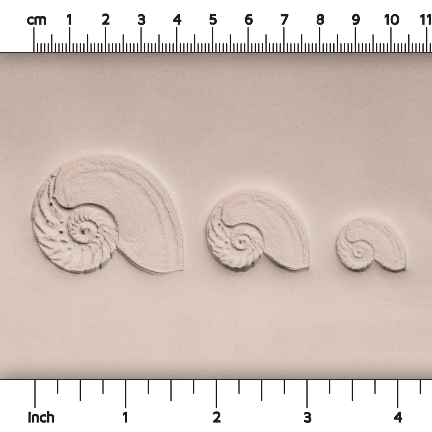 Nautilus Shell Stamp - Photo Textured - Style 1 - CraftSource Market: Craft Supplies & Kits Stamps