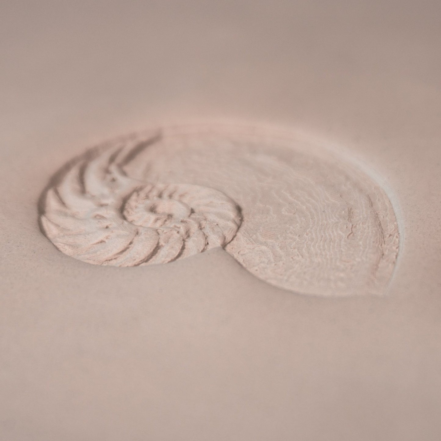 Nautilus Shell Stamp - Photo Textured - Style 1 - CraftSource Market: Craft Supplies & Kits Stamps