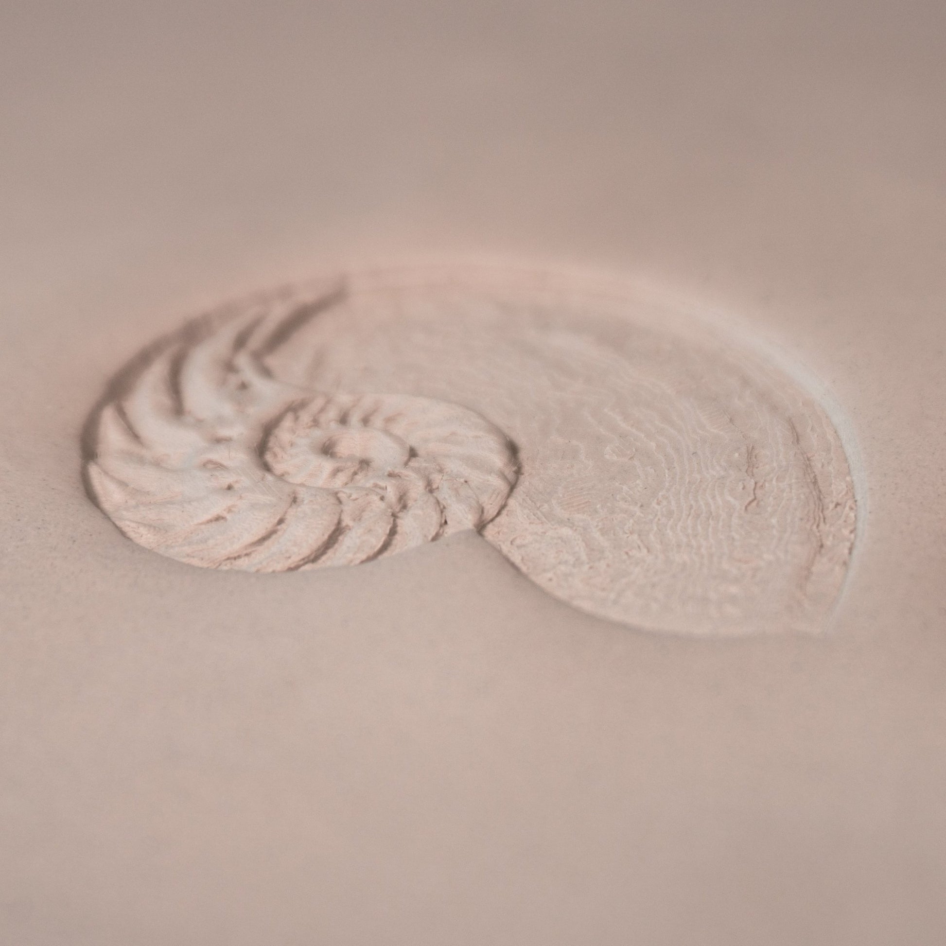 Nautilus Shell Stamp - Photo Textured - Style 1 - CraftSource Market: Craft Supplies & Kits Stamps