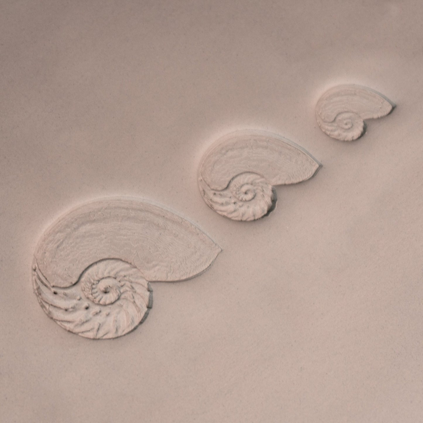 Nautilus Shell Stamp - Photo Textured - Style 1 - CraftSource Market: Craft Supplies & Kits Stamps