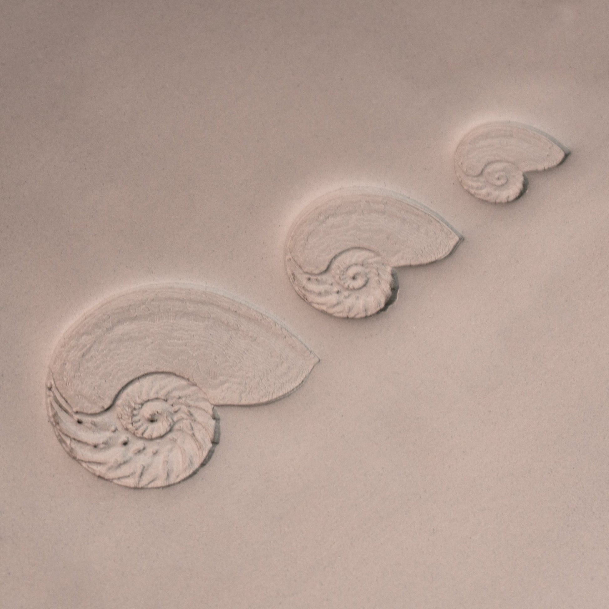 Nautilus Shell Stamp - Photo Textured - Style 1 - CraftSource Market: Craft Supplies & Kits Stamps