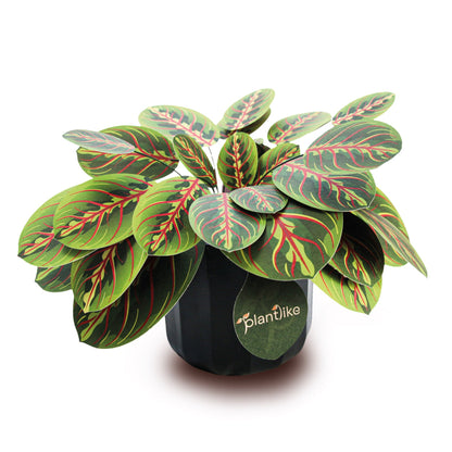 The Prayer Plant Papercraft Plant Kit