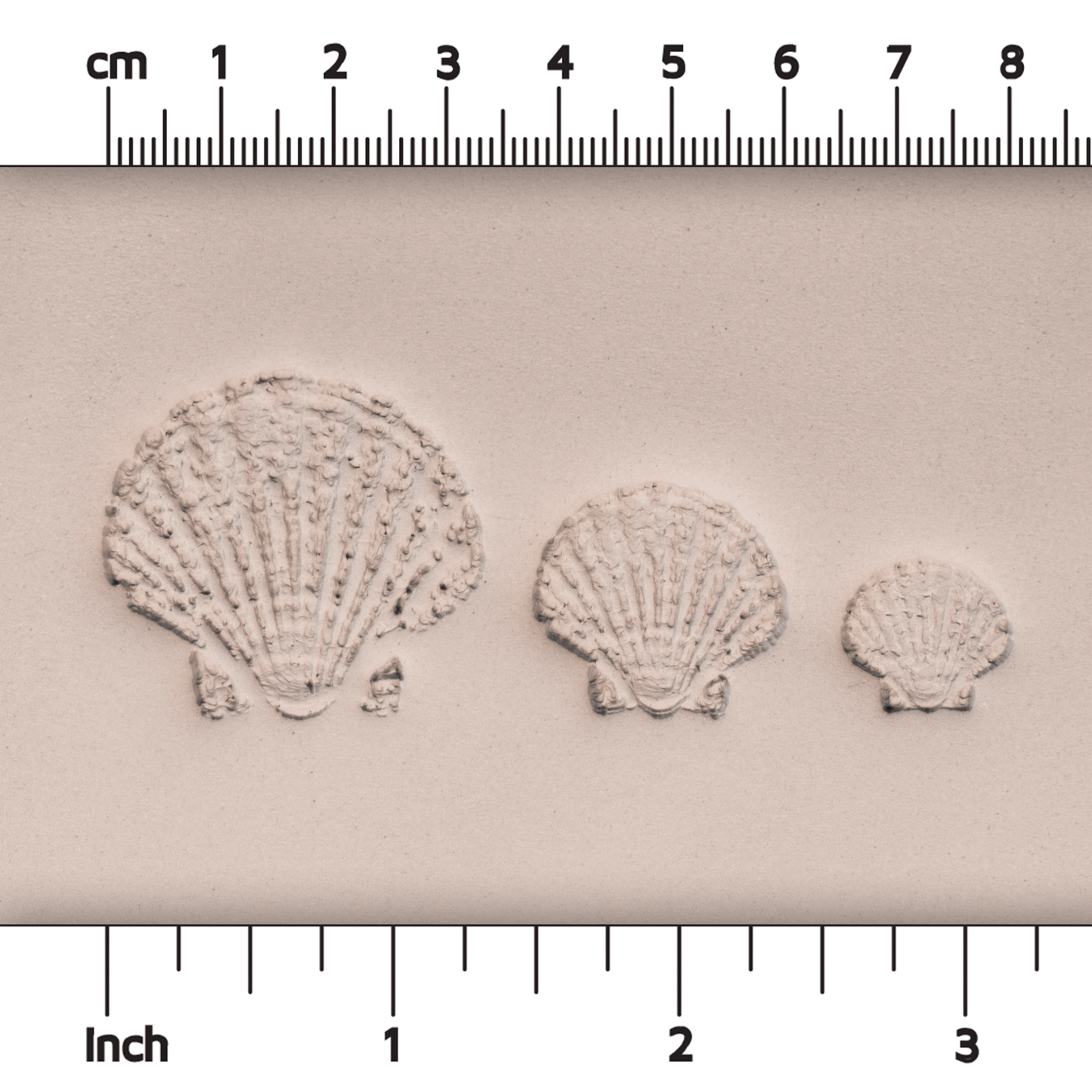 Scallop Shell Stamp - Photo Textured - Style 1 - CraftSource Market: Craft Supplies & Kits Stamps