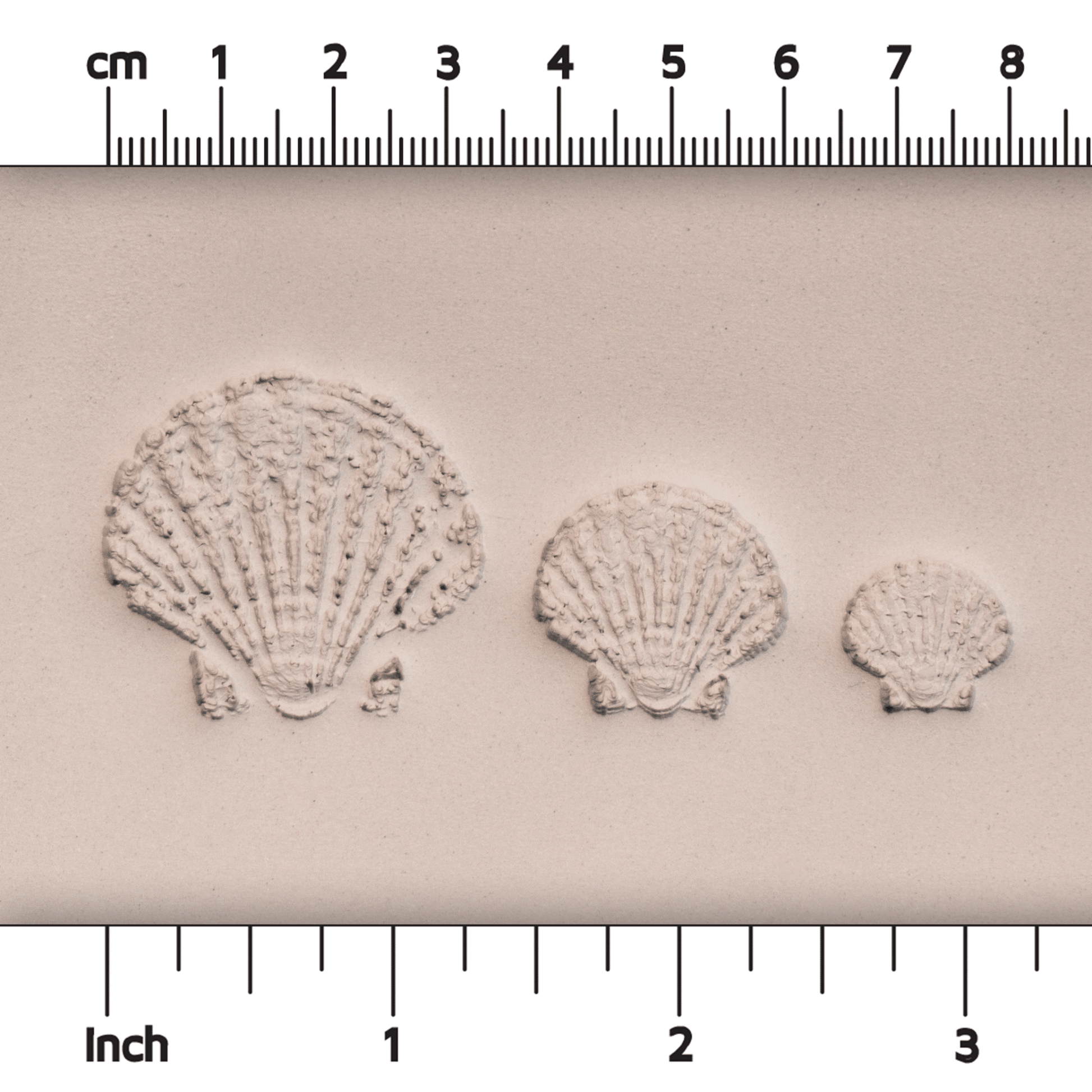 Scallop Shell Stamp - Photo Textured - Style 1 - CraftSource Market: Craft Supplies & Kits Stamps