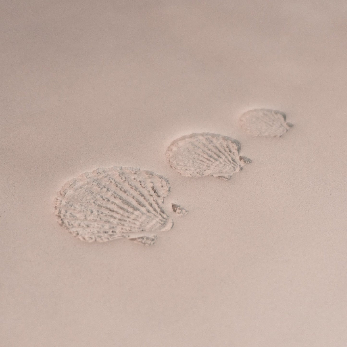 Scallop Shell Stamp - Photo Textured - Style 1 - CraftSource Market: Craft Supplies & Kits Stamps