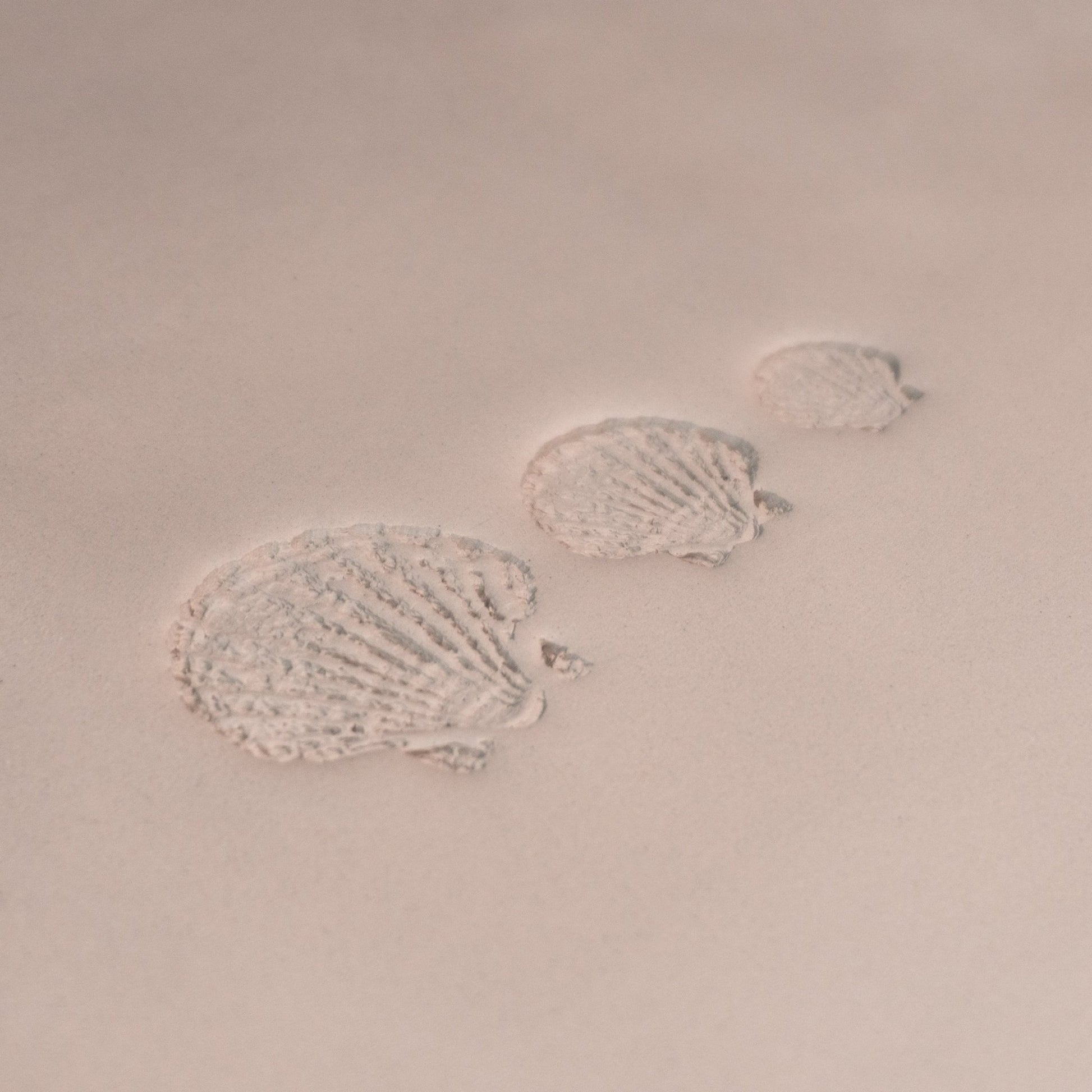 Scallop Shell Stamp - Photo Textured - Style 1 - CraftSource Market: Craft Supplies & Kits Stamps