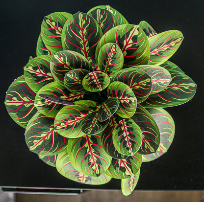The Prayer Plant Papercraft Plant Kit - CraftSource Market: Craft Supplies & Kits