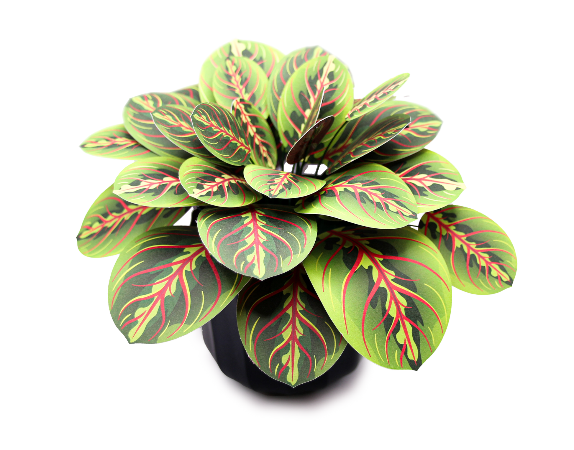 The Prayer Plant Papercraft Plant Kit - CraftSource Market: Craft Supplies & Kits