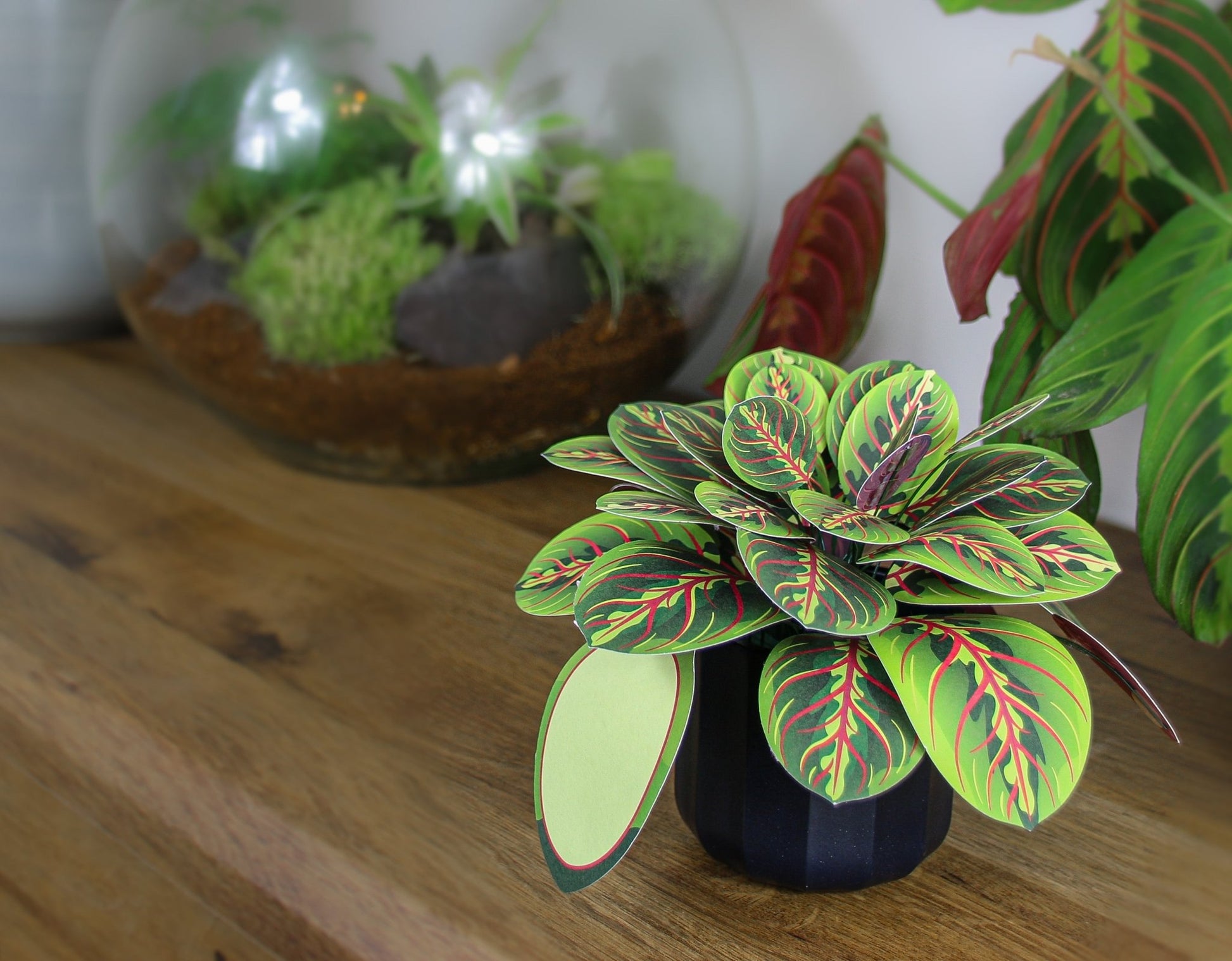 The Prayer Plant Papercraft Plant Kit - CraftSource Market: Craft Supplies & Kits