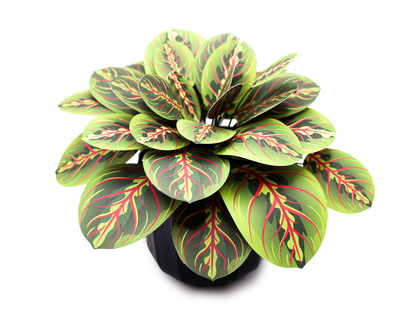 The Prayer Plant Papercraft Plant Kit